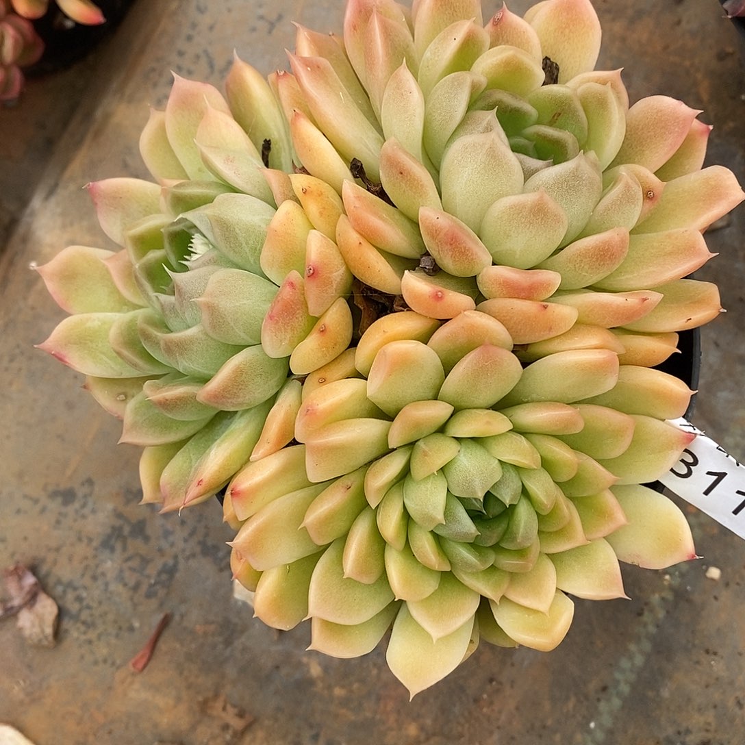 秋***歌3119杂交老桩基地～12厘米