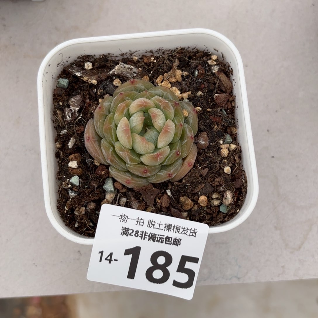 白恋单头多肉多肉多肉