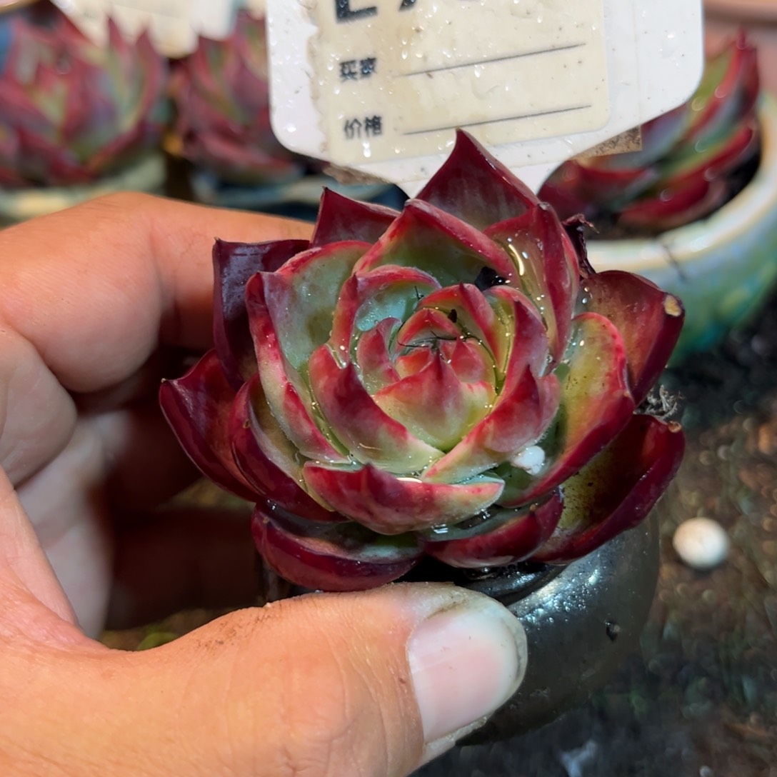 惊鸿一瞥732号多肉