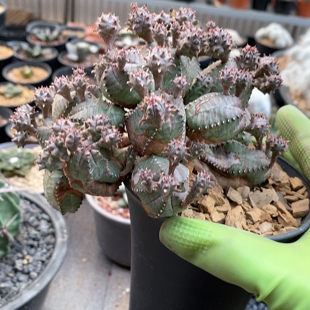 鸠*子吹布纹球仙人球