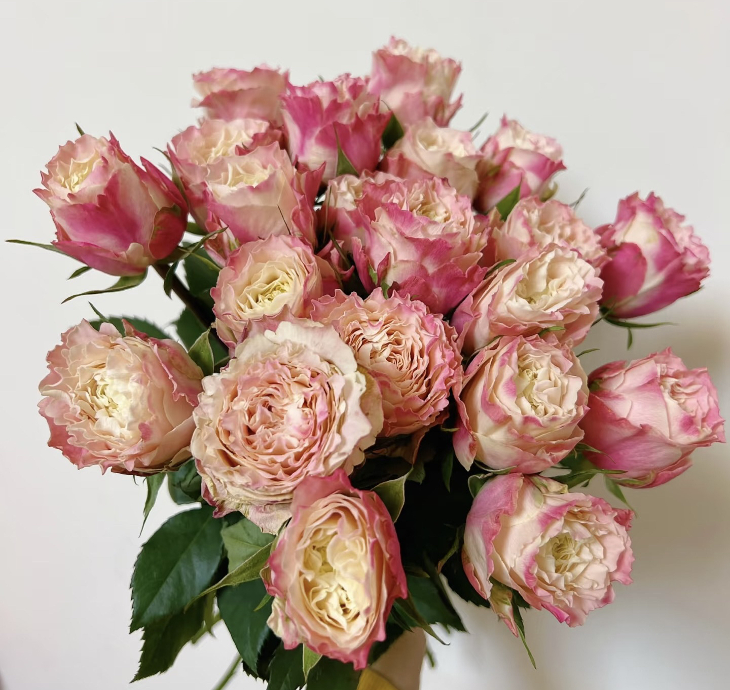 【乐悠】多头玫瑰 真花 鲜切花 云一单中通 拍够任意两单鲜花顺丰