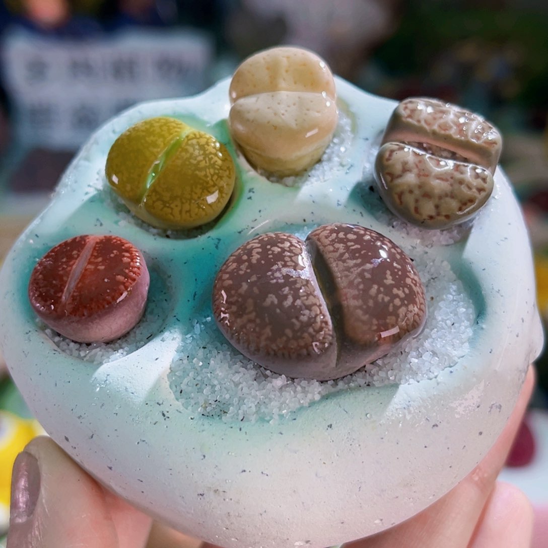 021生石花拼盘连盆带土包邮