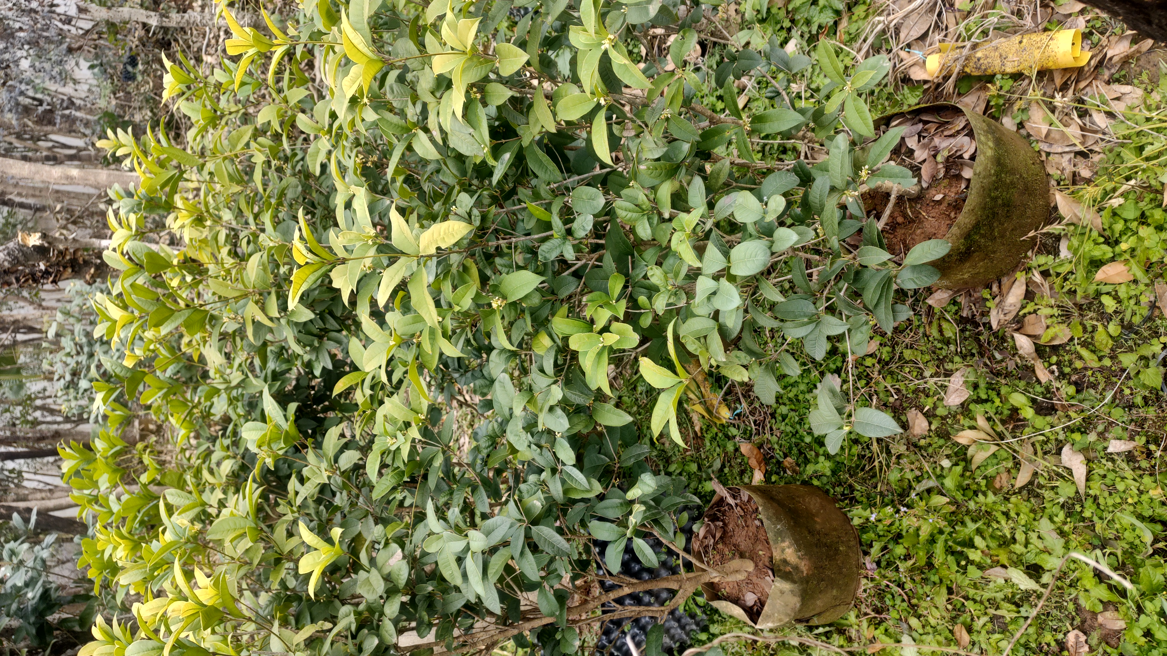 四季常青球状四季桂花树，所有商品不包活常青树