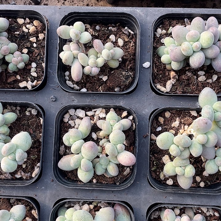 苹果奶随机发满18包邮