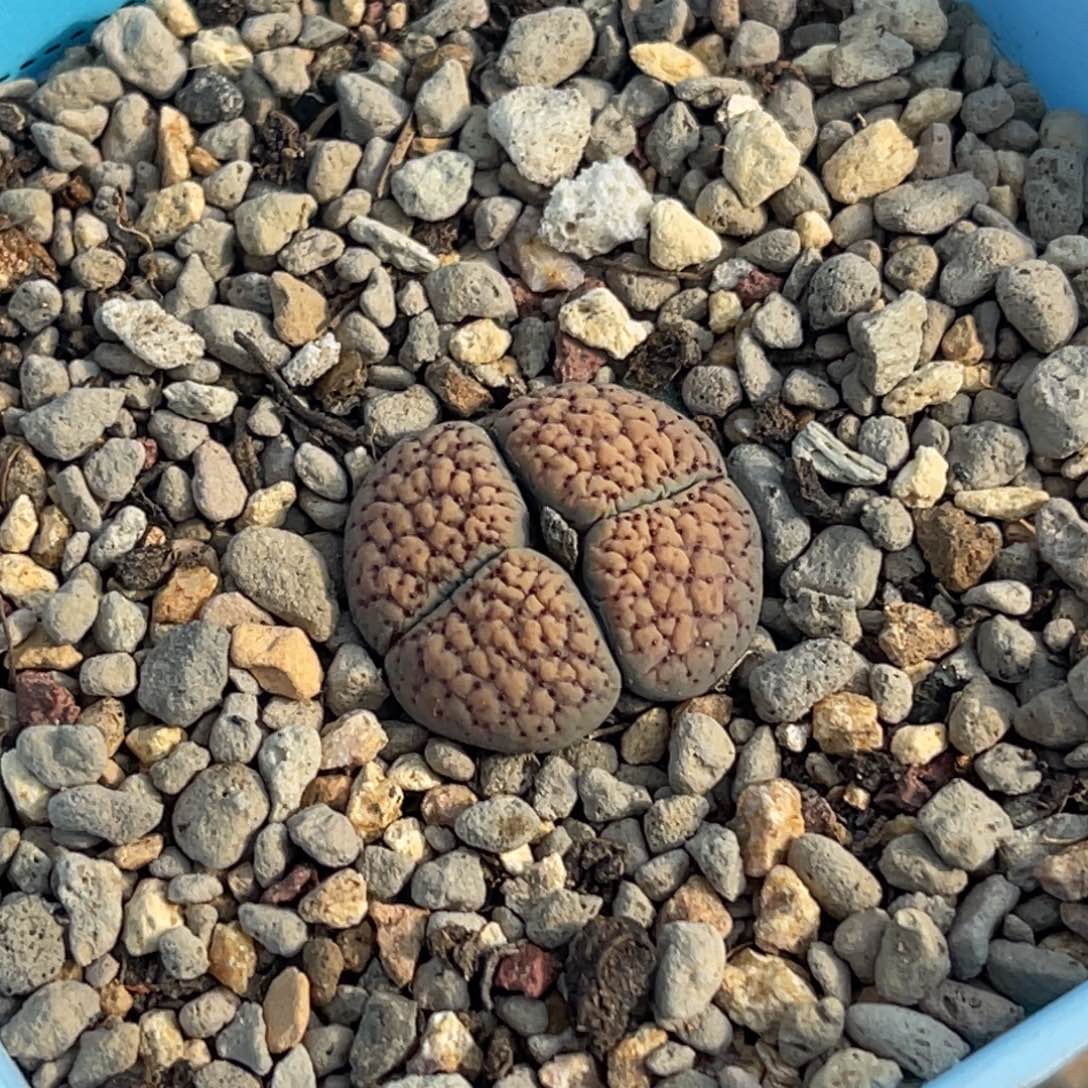 6083双头血点一颗 