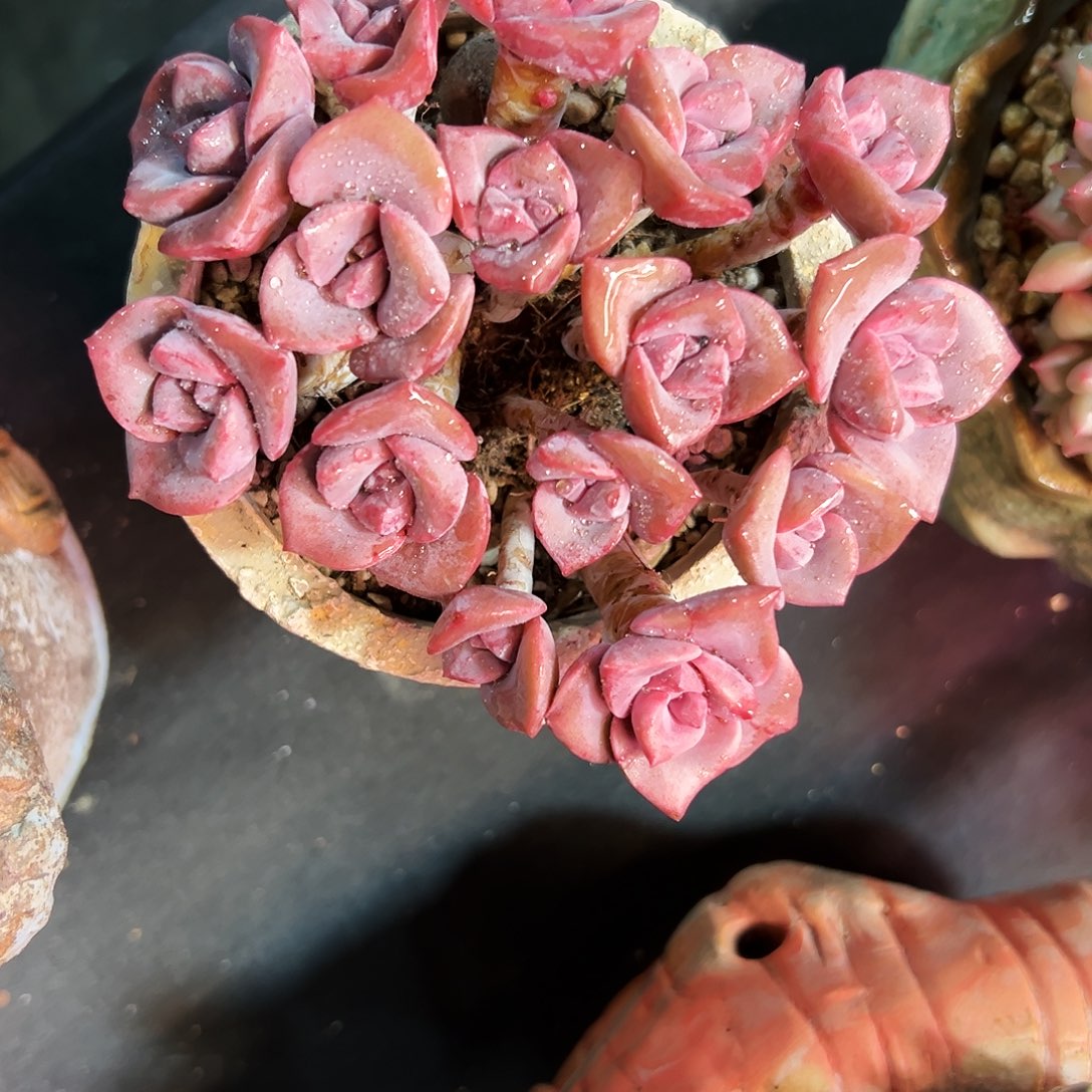 彩虹糖女子化老桩