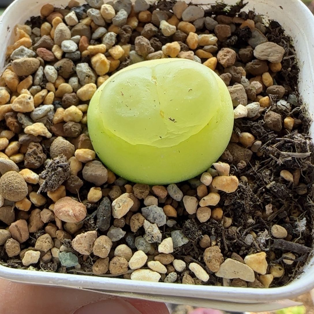 大白多肉植物4271