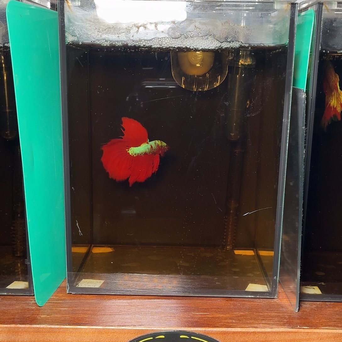 斗鱼彩金半月公鱼