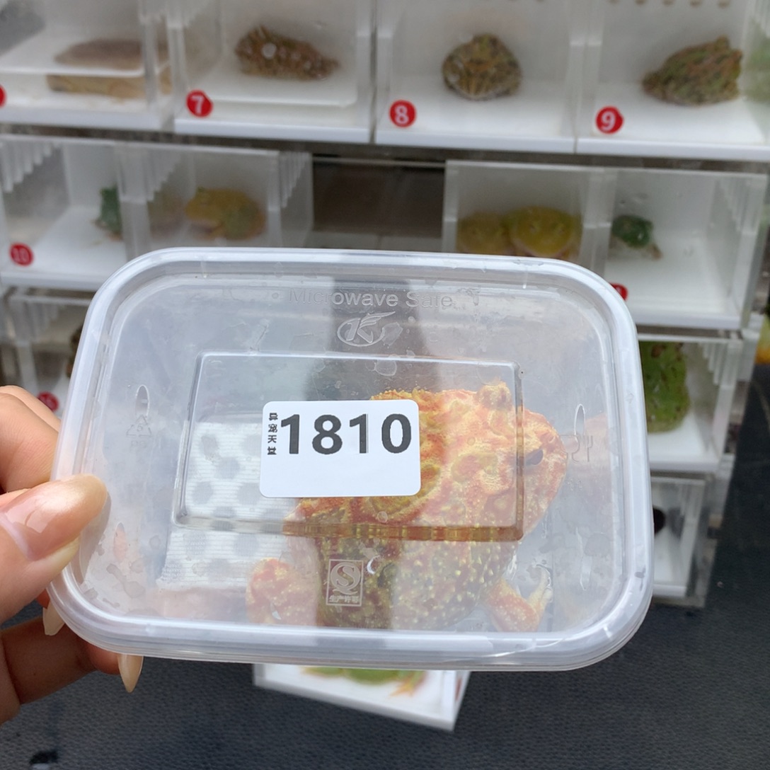 痛***楚角蛙1810南瓜角蛙