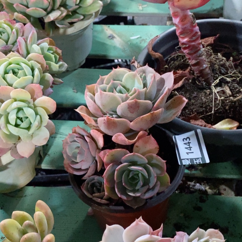 【闪购商品】蓝色苍鹭1443