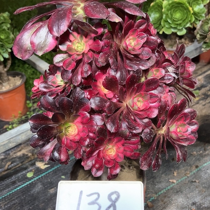 多肉植物香奈儿法师