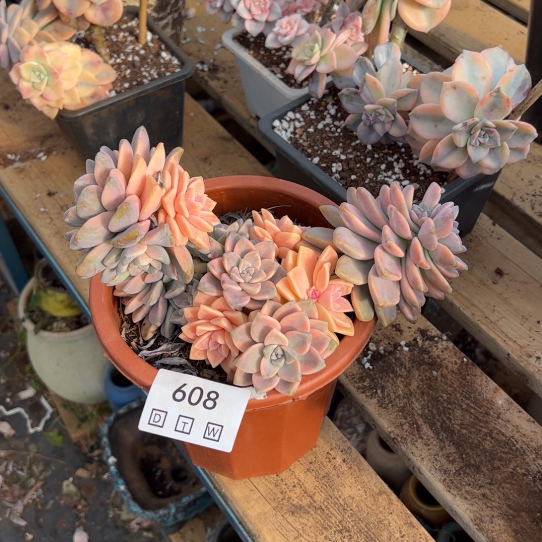 608多肉植物纤维维生素