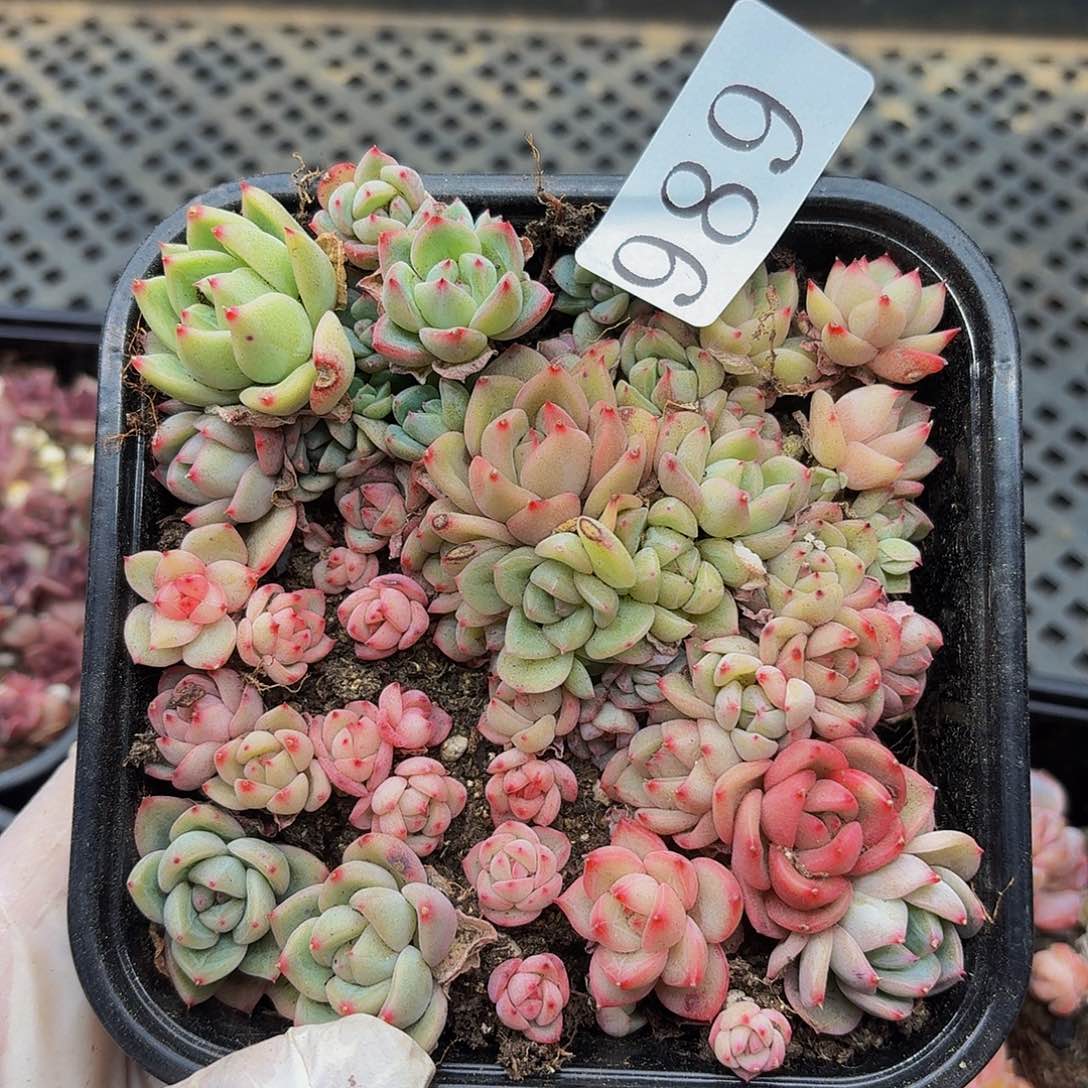 多肉植物多肉植物989