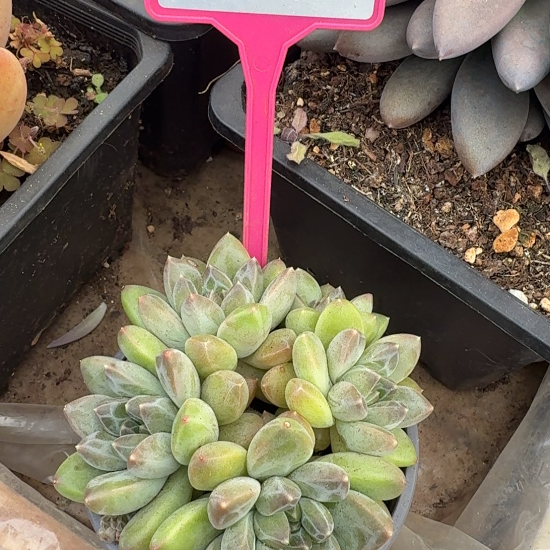 小****多肉植物漂亮多头262