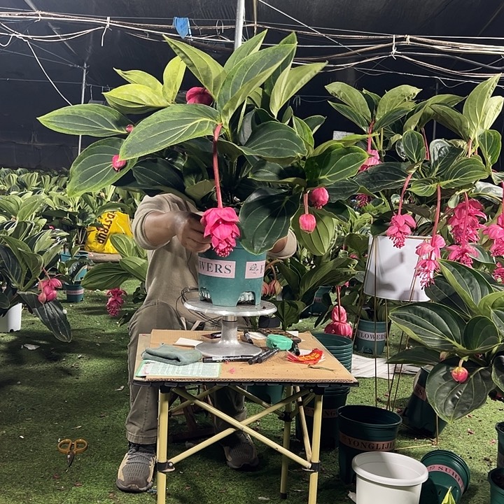 逸***号少量花朵（建议范围：2朵-5朵 或40%以下）