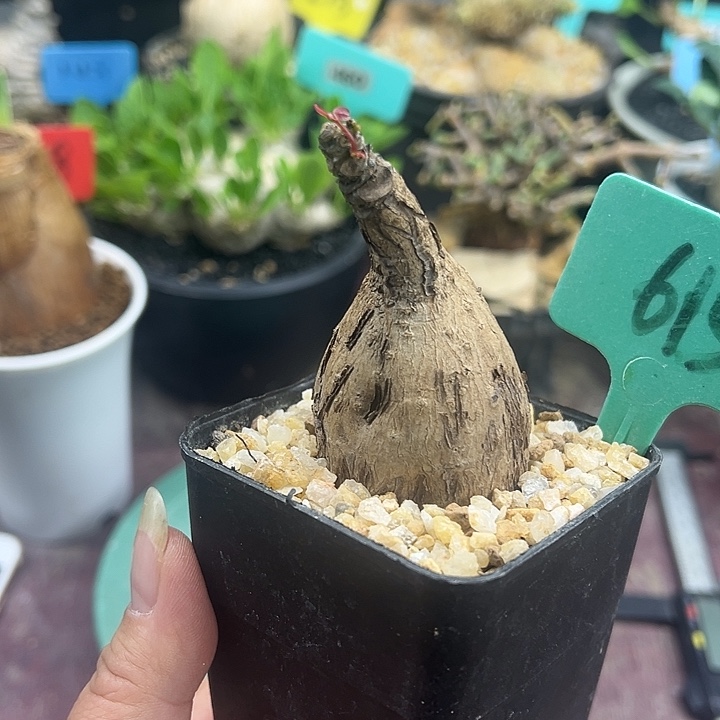 奇异油柑产地多肉植物