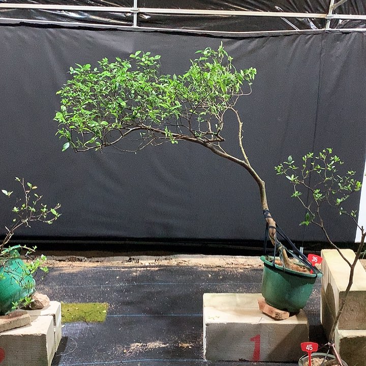 当前无花栽培后可以开花紫*1