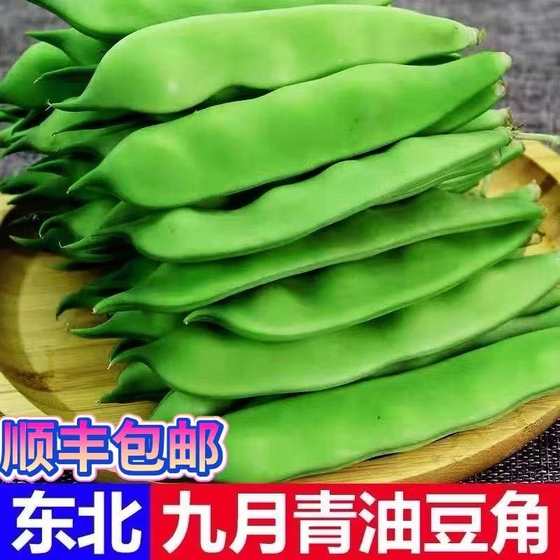 东北油豆角新鲜九月青豆角现摘现发【顺丰包邮】