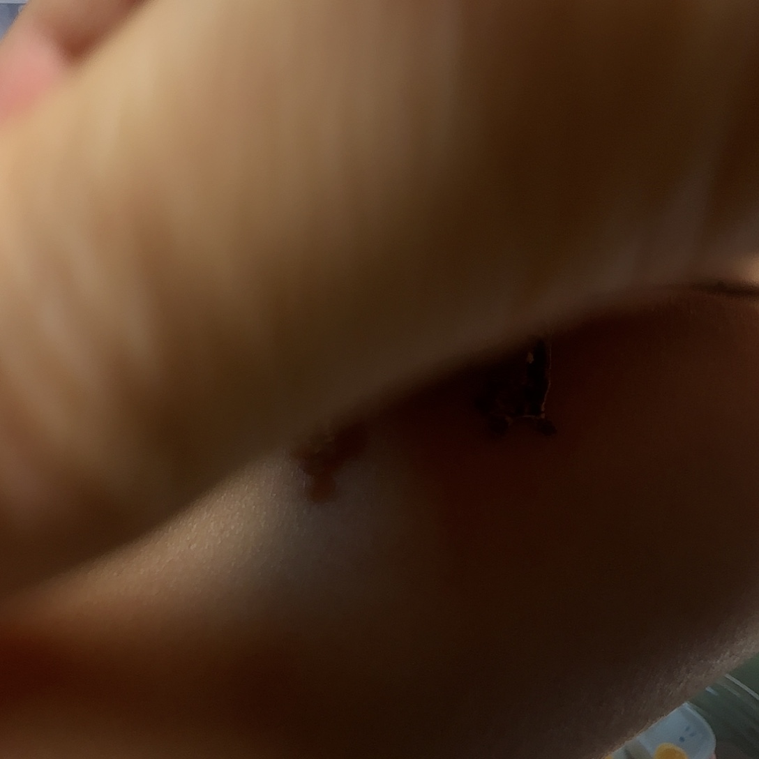 睫角守宫睫角守宫大幼