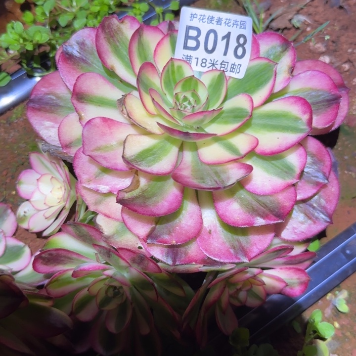 多肉法师淘宝福利