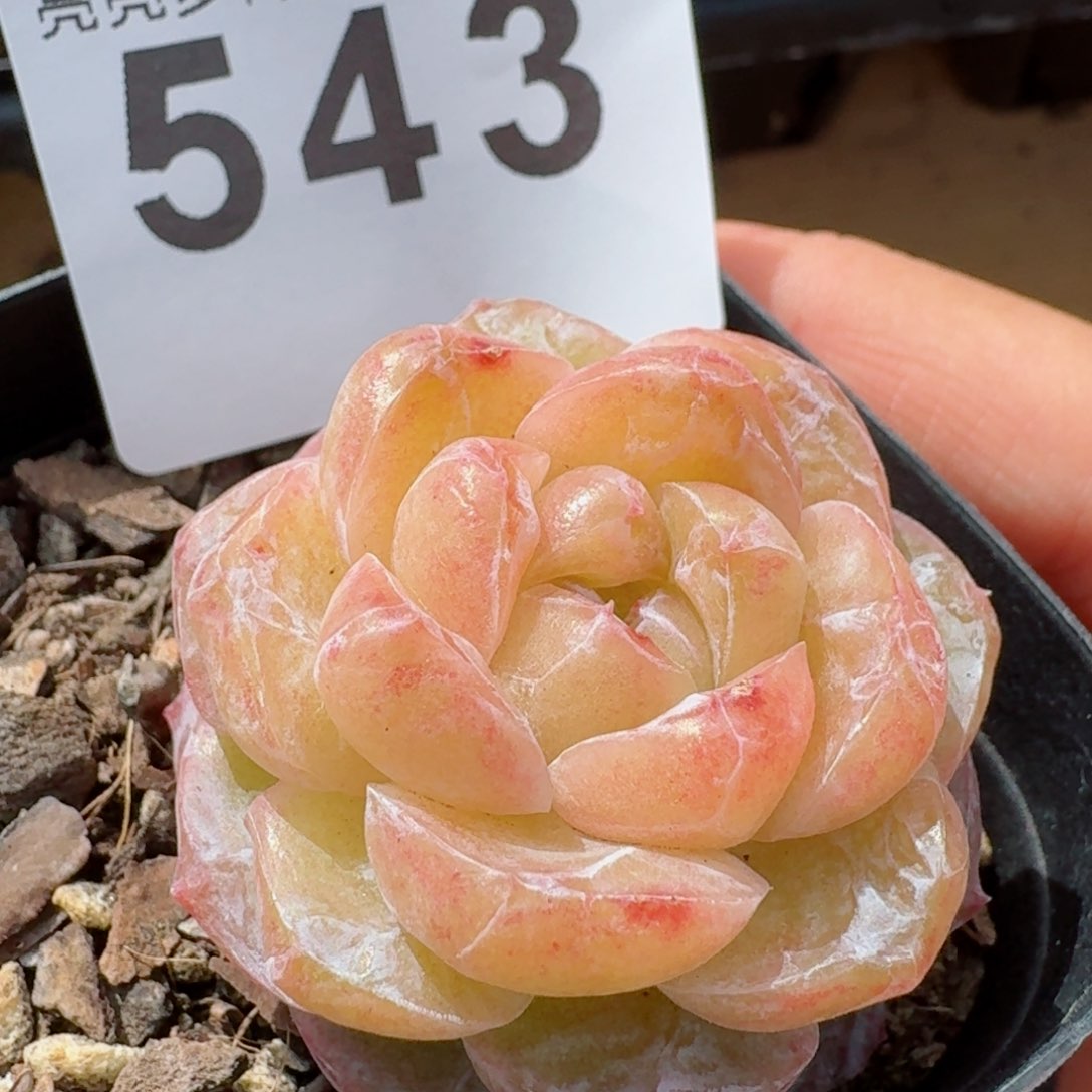 石化霜花         精品多肉