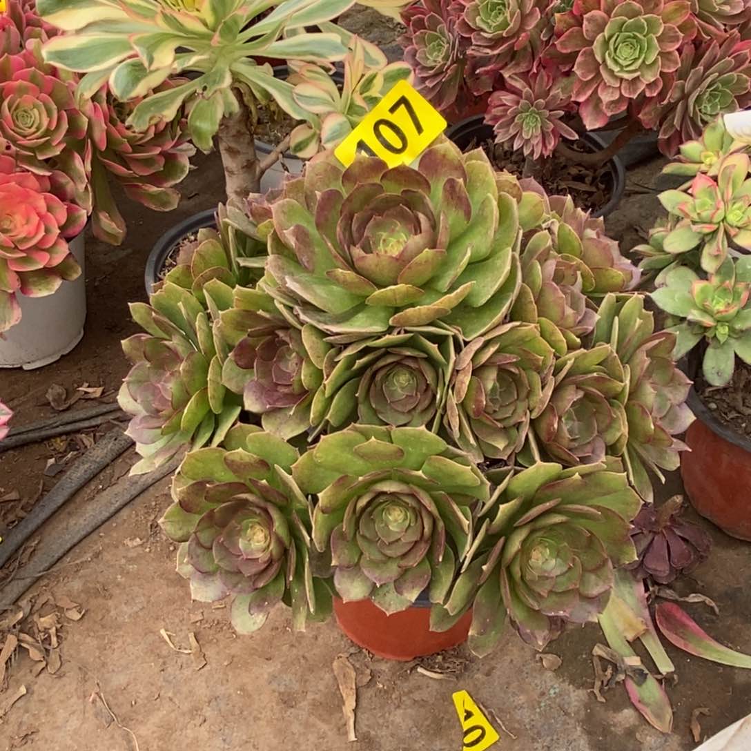 万圣节多肉法师107