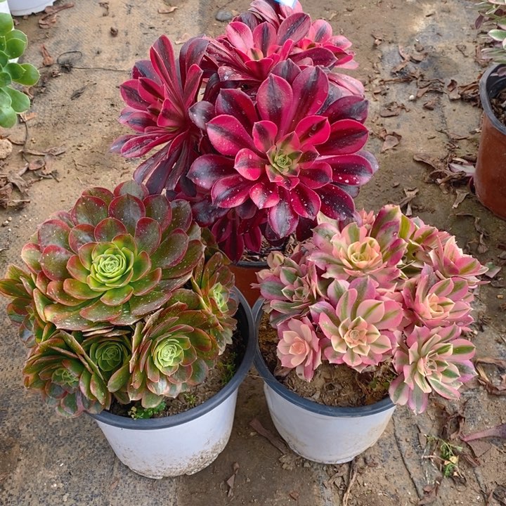 108粉女巫，美杜莎，奶白多肉