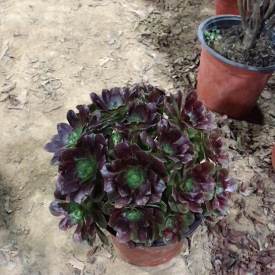 喜****赤焰莲法师多肉植物3