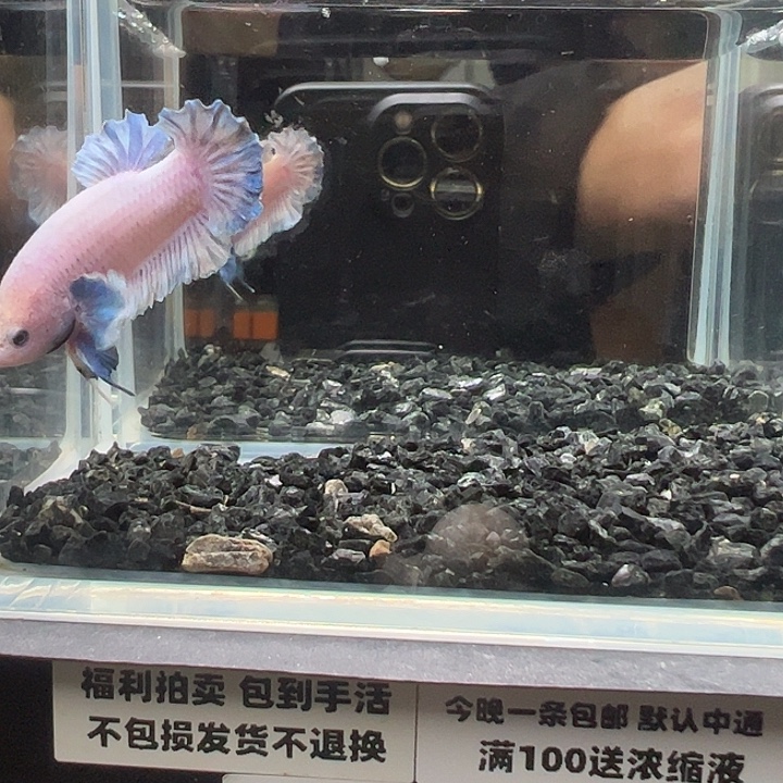 斗鱼竞拍跑单拉黑23日67