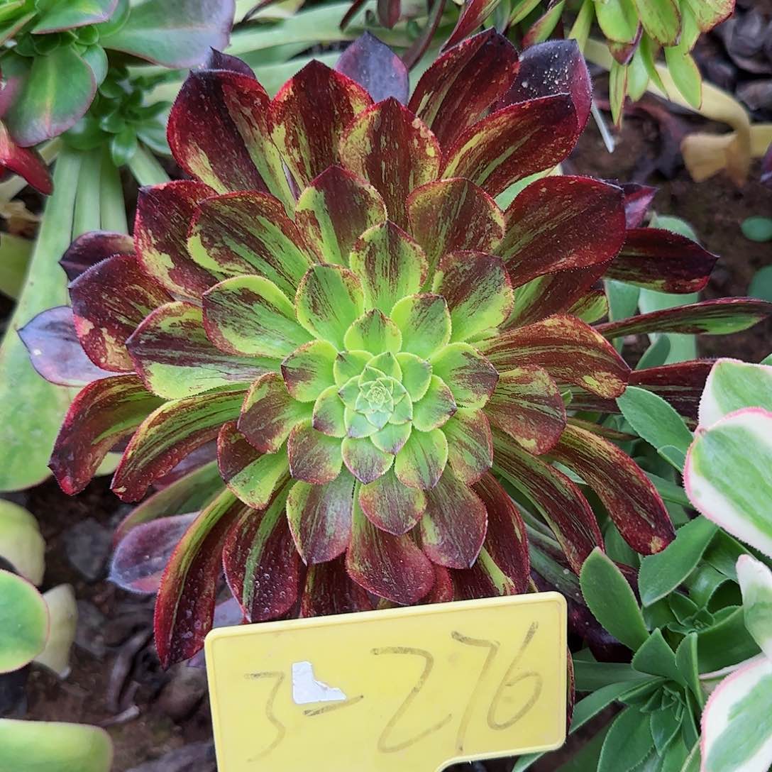 3-276--墨兰迪多头多肉