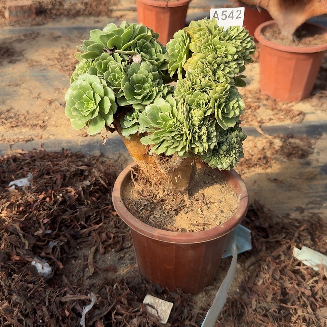 542绿缀一颗满28包邮