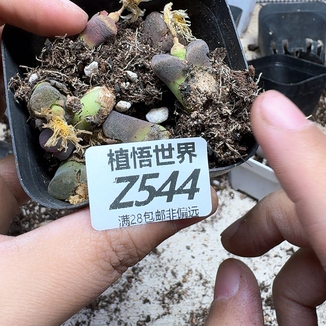 多肉植物的润泽fgvh