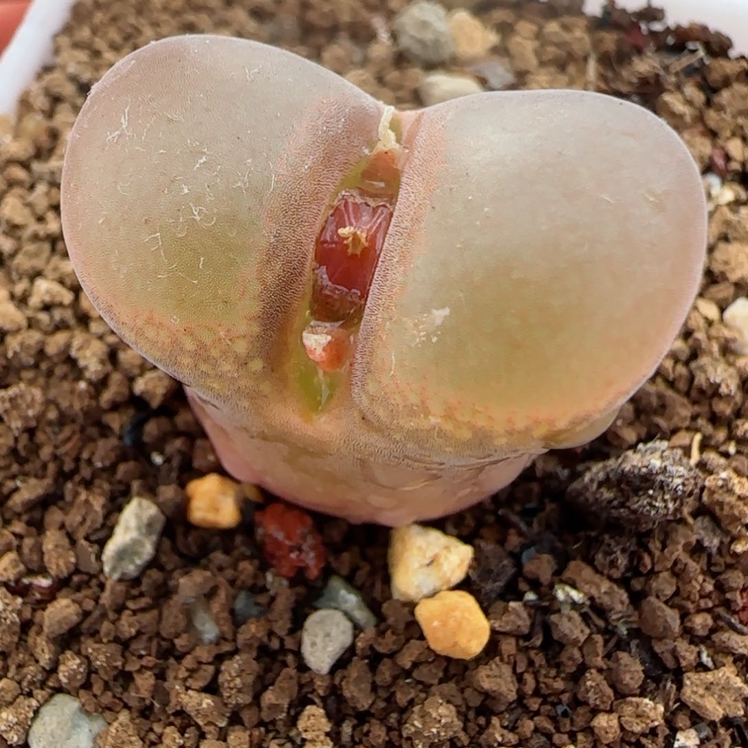 精品多肉红风铃7号