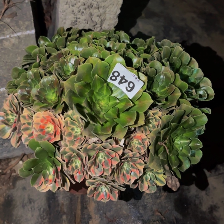 648男神多肉植物不售后