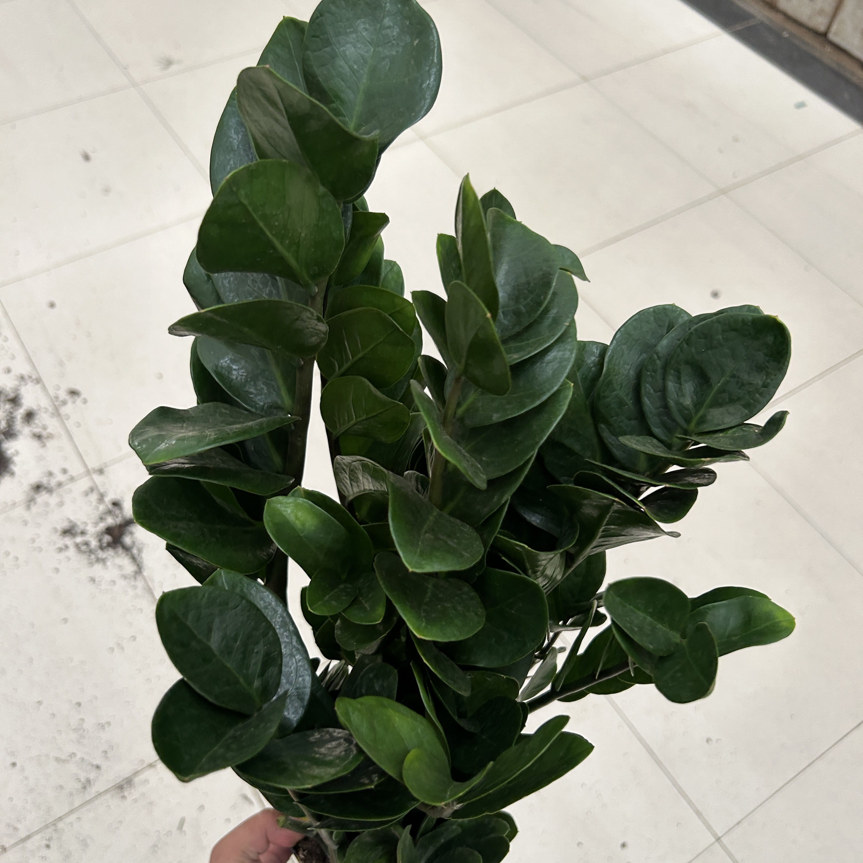 150杯圆叶金钱树室内钱串子