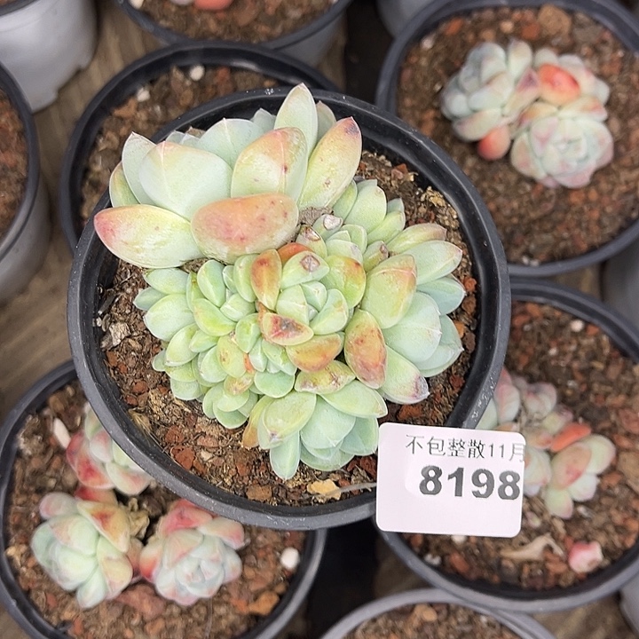 阿雅园艺。        8198