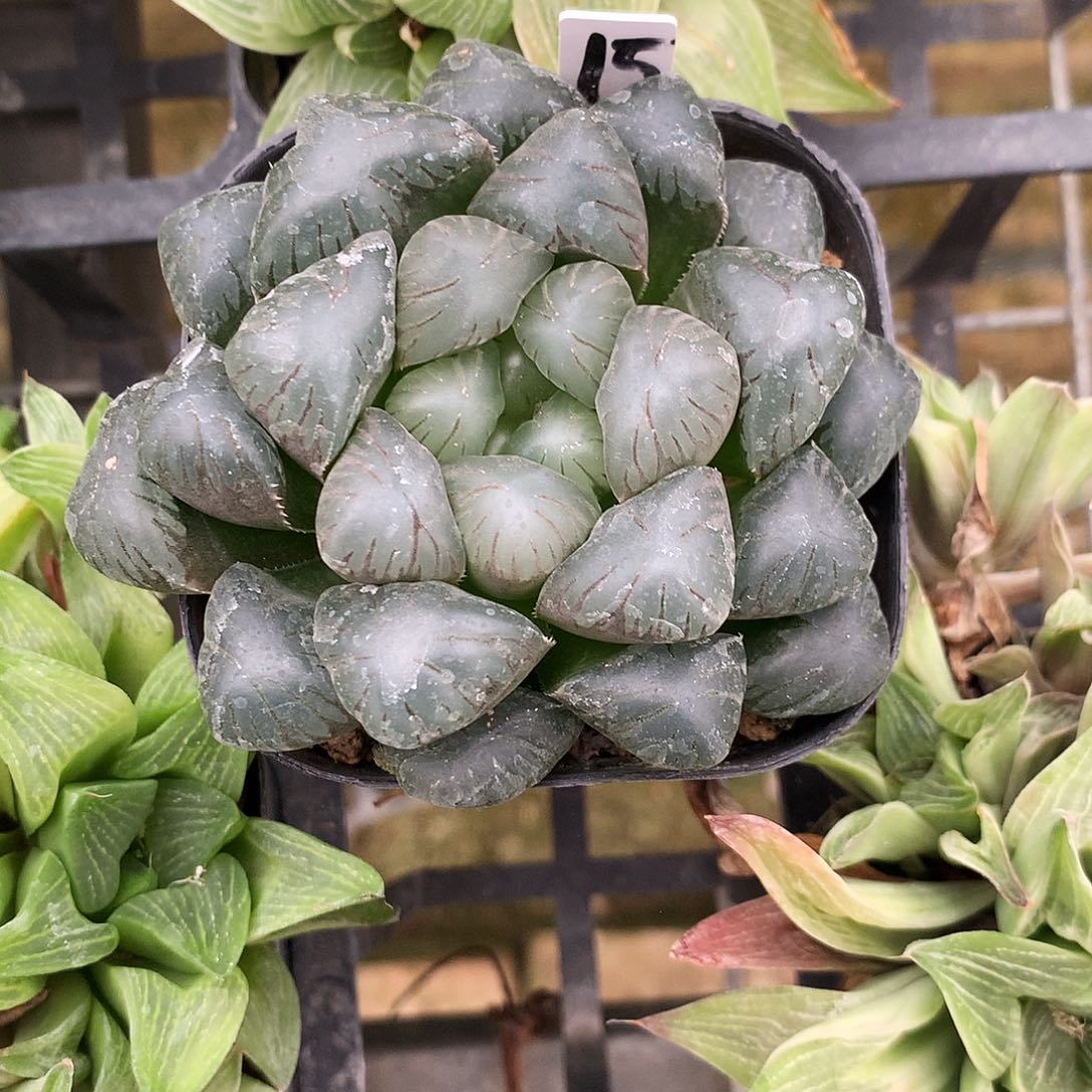 一物一拍，带盆带土