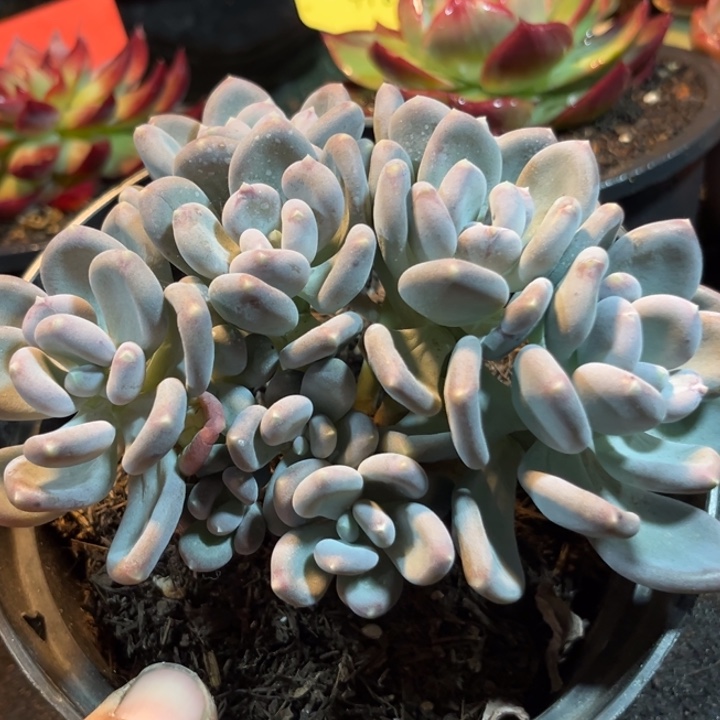 咖啡美人一物一拍包装收缩花旱