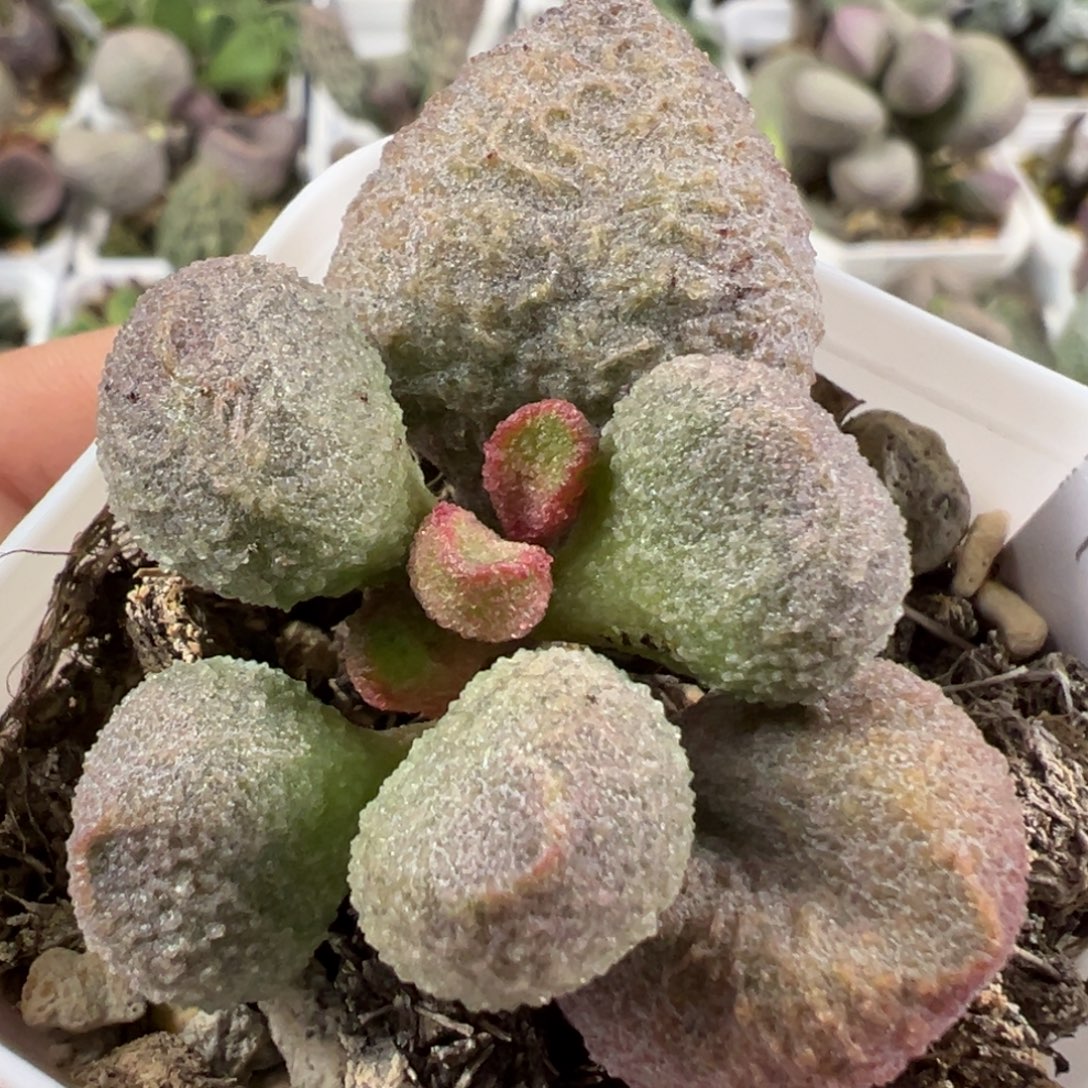 w水蜜桃多肉植物水泡