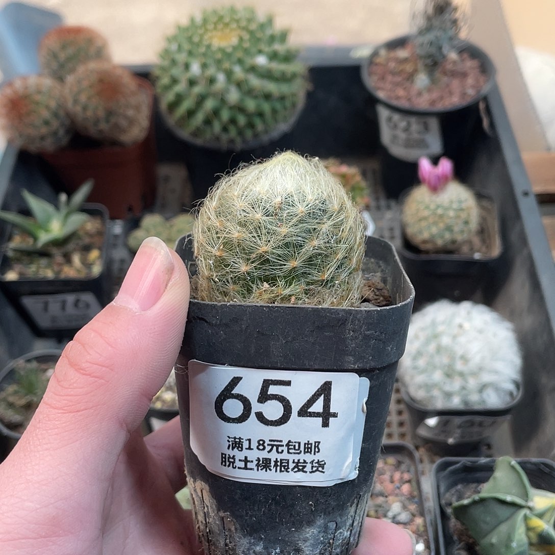 654舞星（满18包邮）