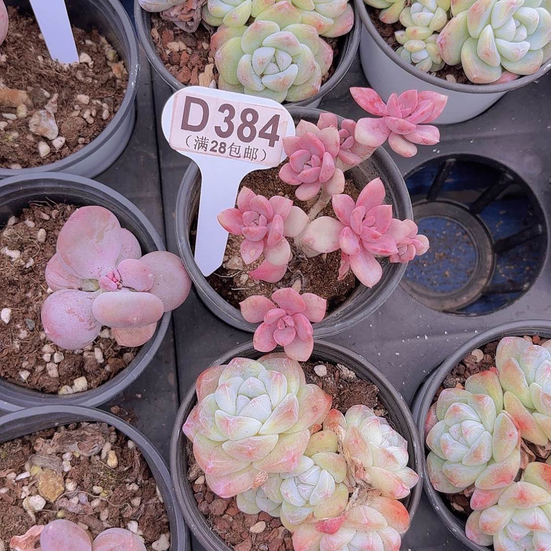 D384黛比一物一拍