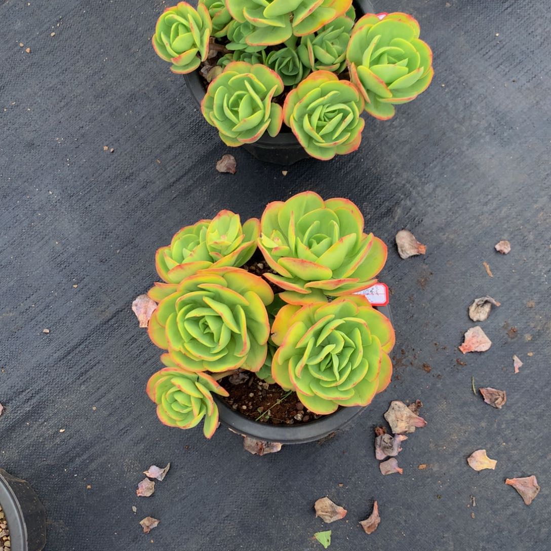 红****碧桃11111111111111