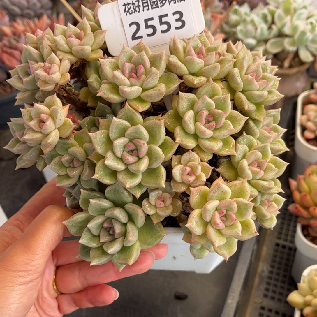 诗***雯2553 满30包邮天冷地区必拍保温箱