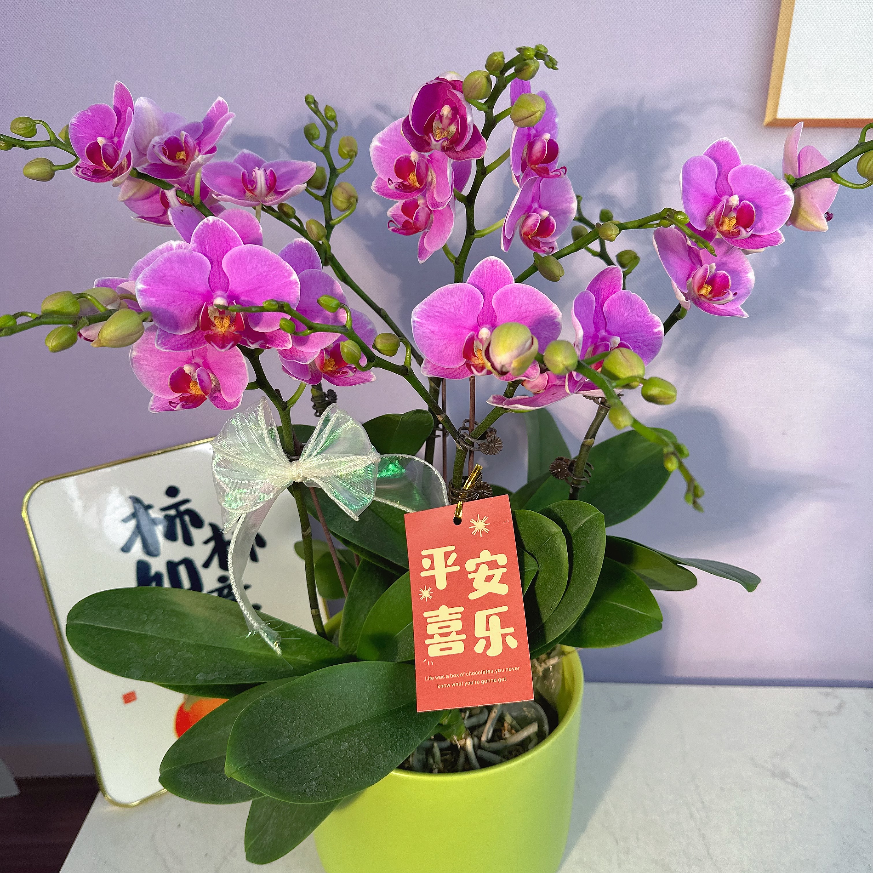 A3【紫蝶】高端精品蝴蝶兰室内盆栽/家庭花卉