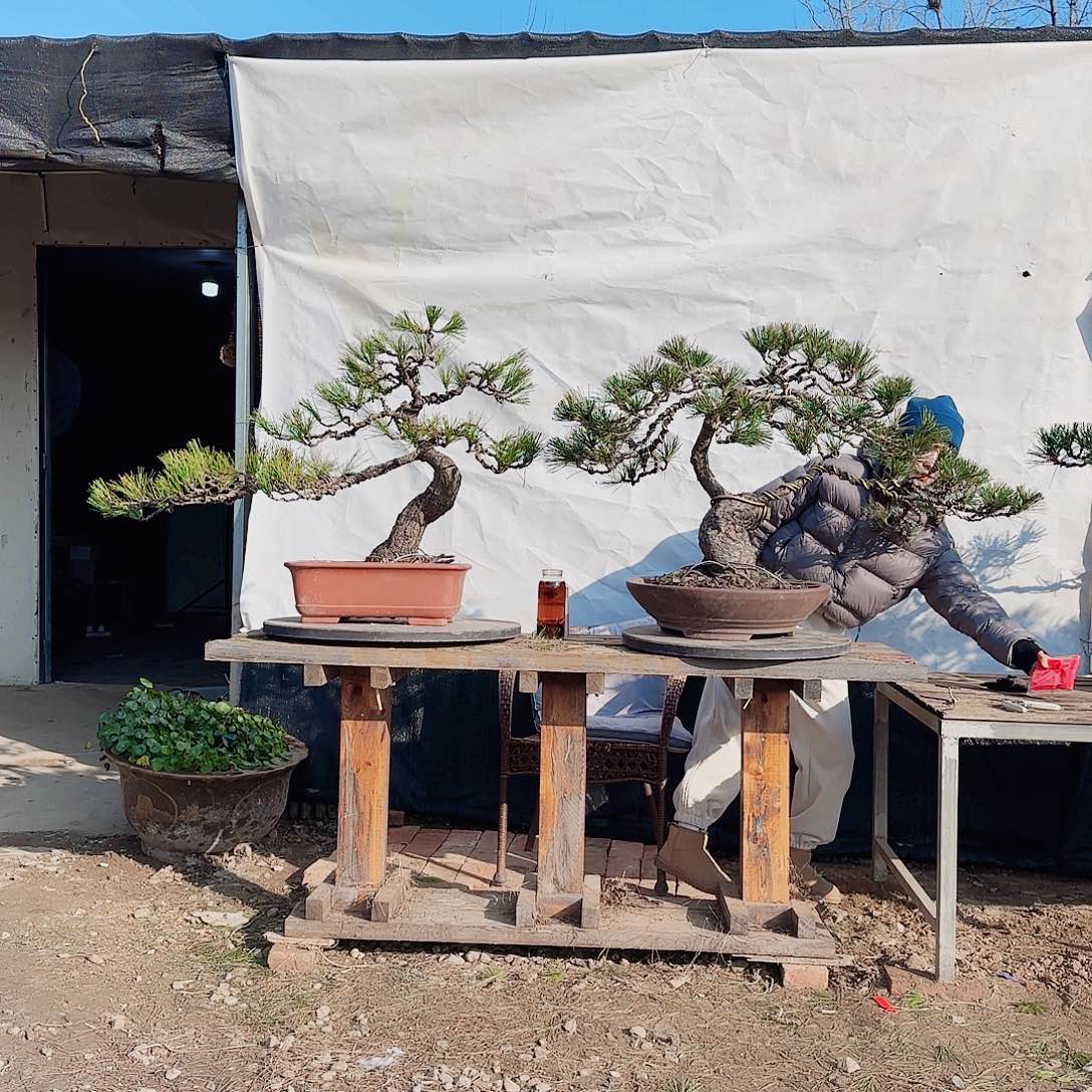 幸***运完全开放黑松盆景直播间