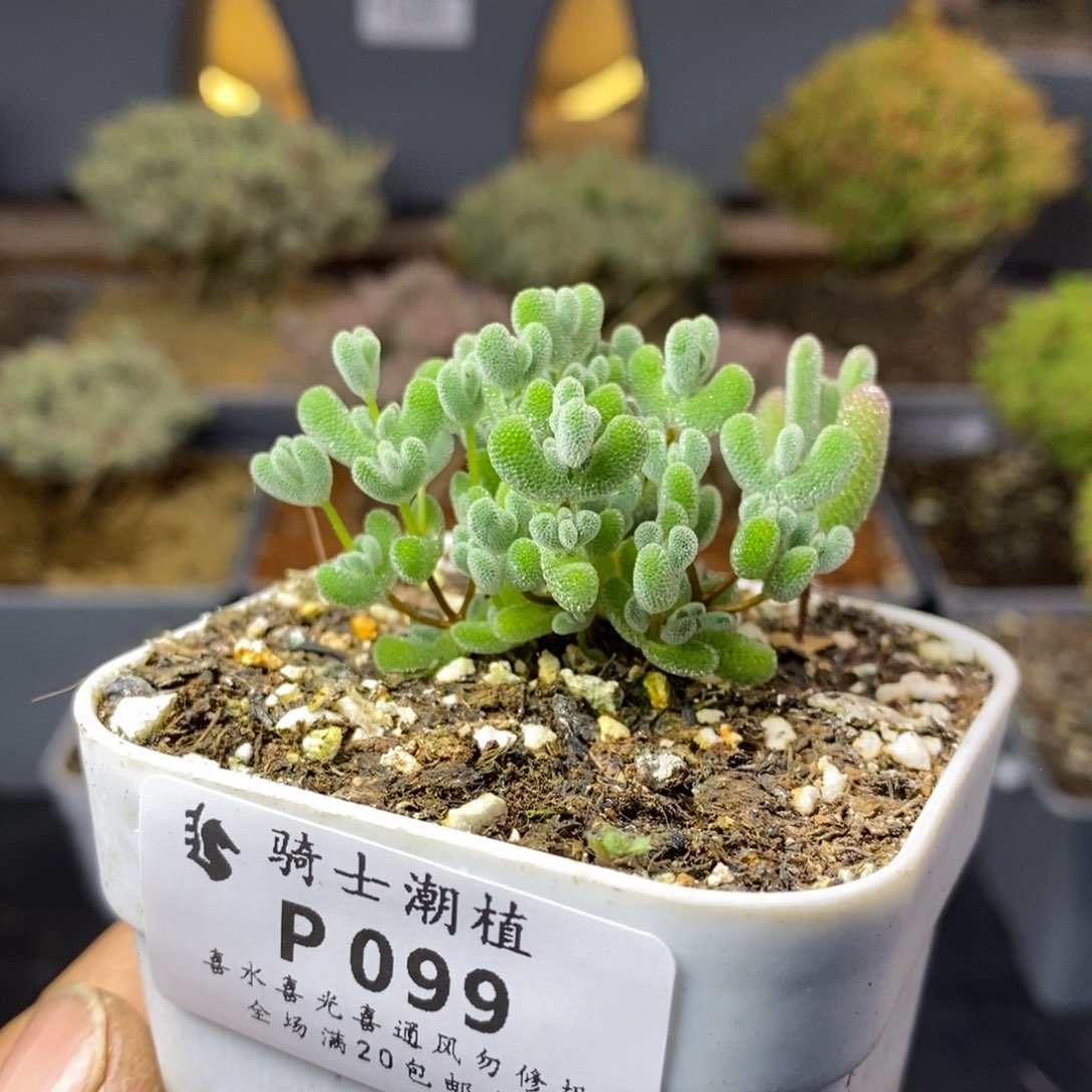 099实生莱斯枝干