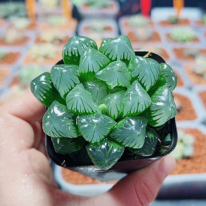 十二卷多肉翠玉露