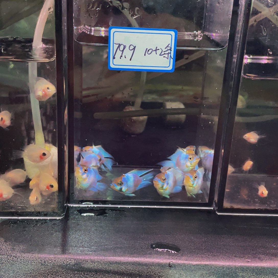 短鲷鱼练手蓝波子10个被损2