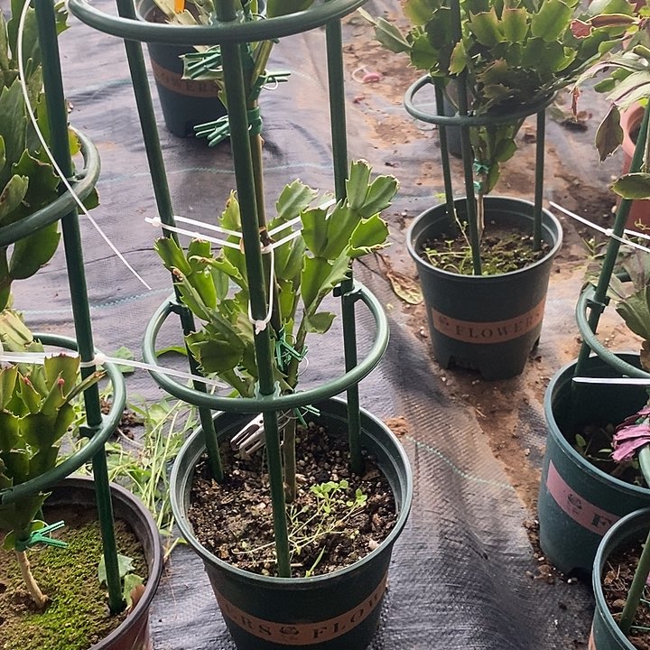 梦**真纯白色叶仙嫁接蟹爪兰一物一拍