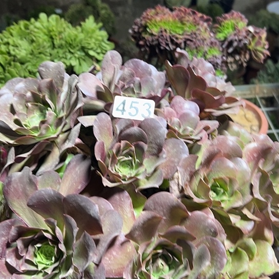 宝***²多肉植物一个美金453